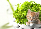 10 растений, которые принесут в ваш дом любовь