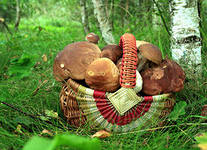 Найти гриб и не потерять себя!