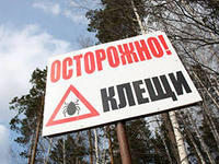 Клещи в Нижегородской области вновь активизировались