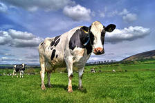 Похититель буренки на скамье подсудимых