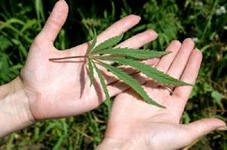 Найденная в лесу конопля привела на скамью подсудимых