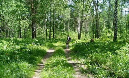 Запрет на посещение лесов!