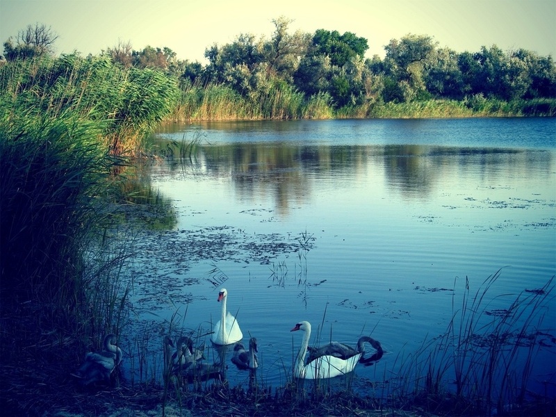 Десятый сезон акции по очистке берегов водоемов от мусора "оБЕРЕГАй" открылся в Нижегородской области