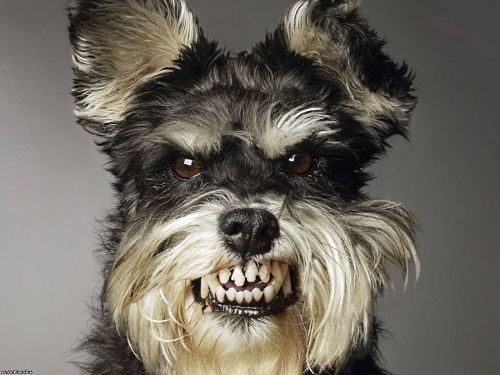 Новые случаи бешенства собак установлены в городах Городец и Бор