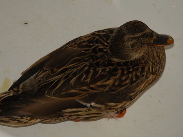 Нижегородские орнитологи, пытаясь поймать фламинго в Борском районе, спасли утку-крякву