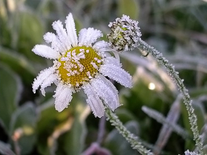 Ночные заморозки ожидаются в Нижегородской области на этой неделе