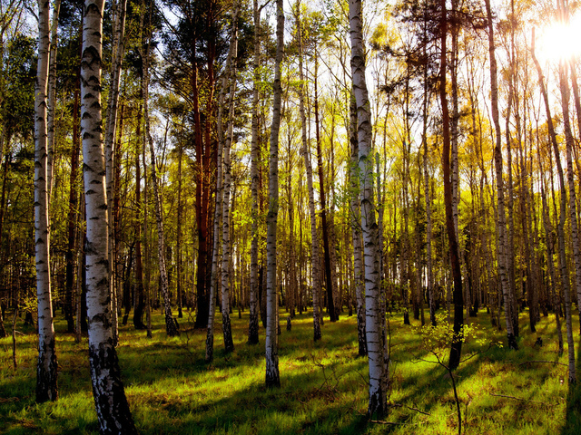 Женщина с малолетним ребенком заблудилась в лесу на Бору
