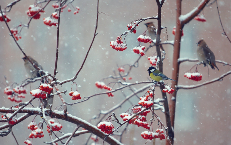 Прохладно и снежно будет на этой неделе