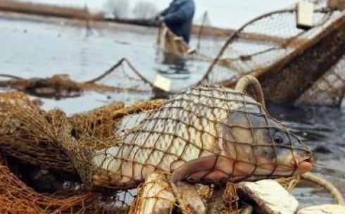 Почти 70 кг рыбы спасли из браконьерский сетей с момента начала нерестового периода