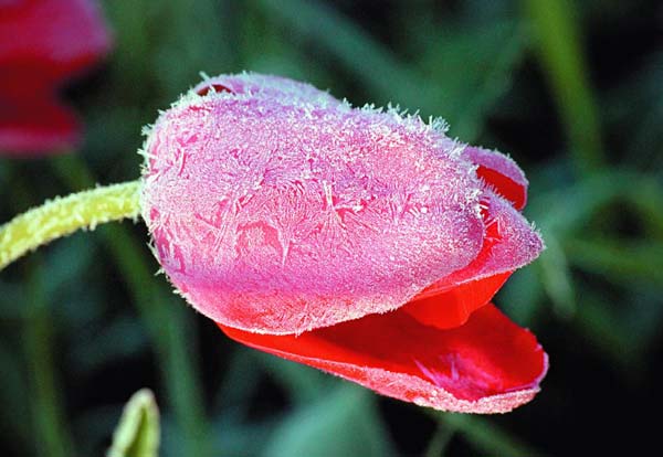 В Нижегородской области ожидаются заморозки