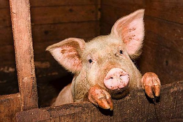 Памятка для владельцев свиней!