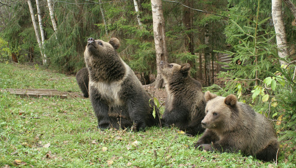 Троих медвежат из нижегородского зоопарка выпустили в Керженский заповедник