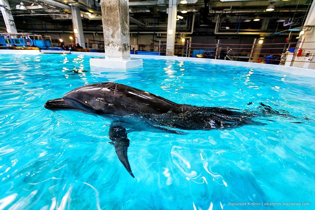 Градсовет одобрил проект строительства комплекса с океанариумом, парком развлечений и гостиницей на Бору