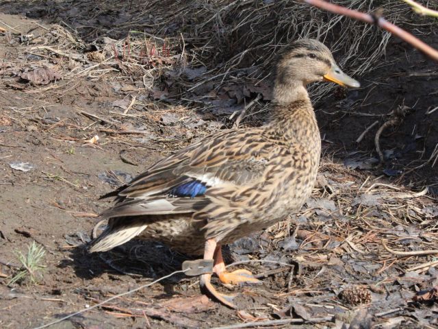 Больше глухарей, тетеревов и рябчиков появилось в лесах Нижегородской области