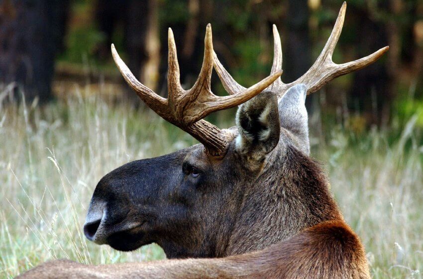 Сезон охоты на лосей открылся в Нижегородской области 1 сентября