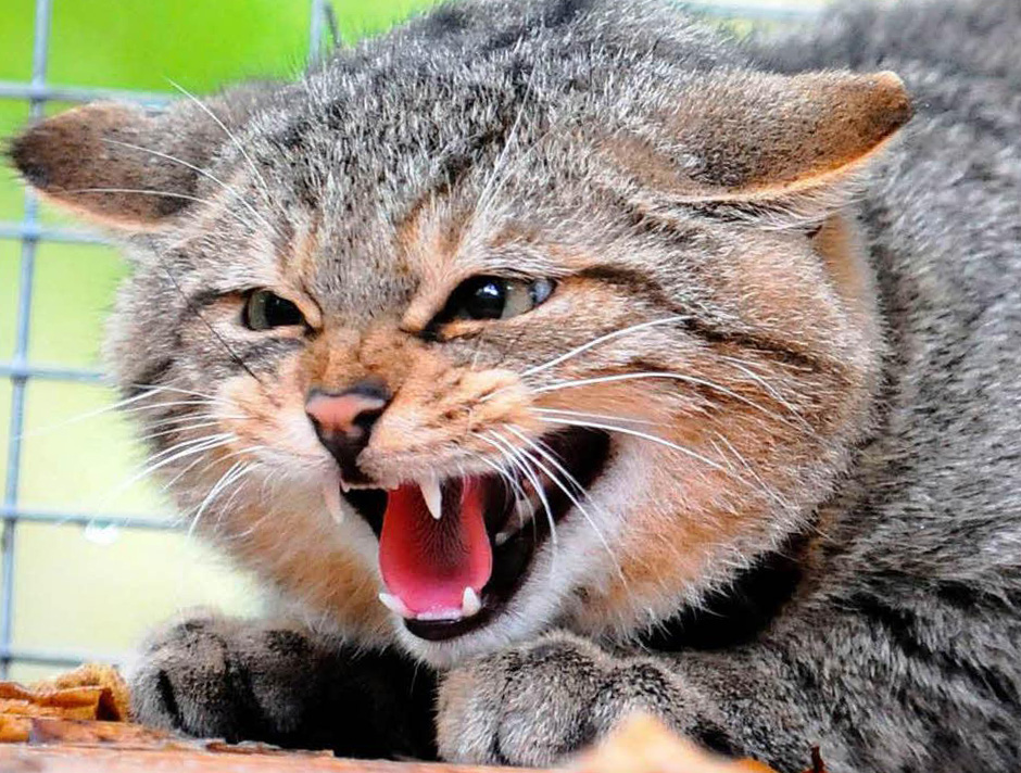 Карантин по бешенству введен на Бору до 19 ноября