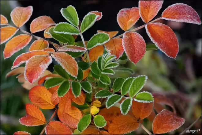 Синоптики прогнозируют слабые заморозки на почве