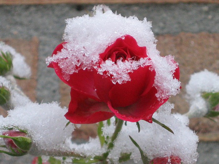 Синоптики прогнозируют температуру на 3−5° ниже климатической нормы 25—28 октября в Нижегородской области
