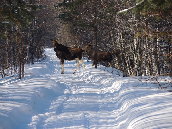 На территории Керженского заповедника  выявлен факт незаконной охоты на лося