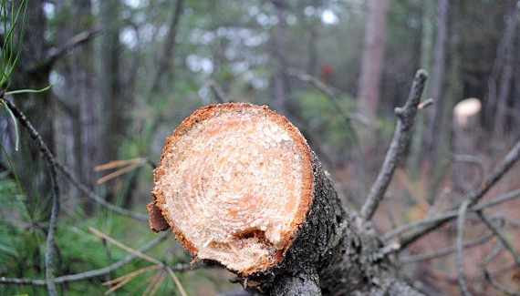 Тридцать сосен и две ели незаконно вырублены в лесу в Борском районе