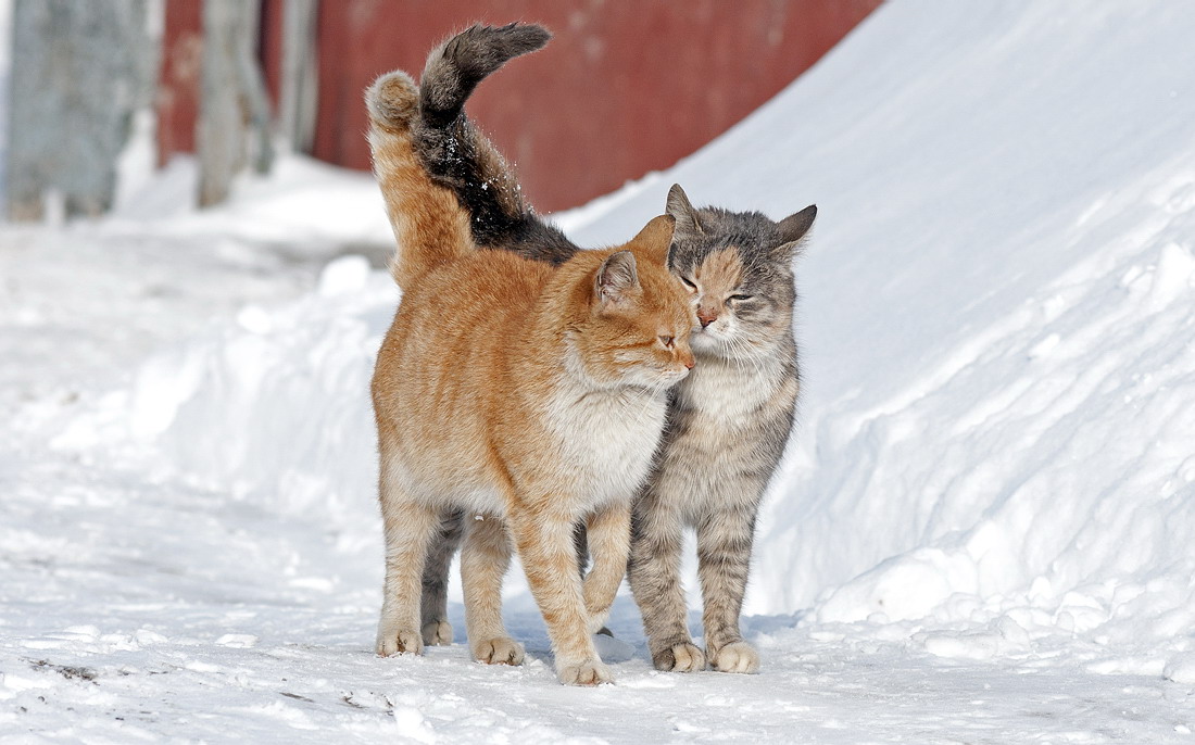 Потепление ожидается в Нижегородской области 1 марта