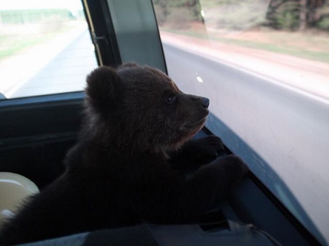 Судьба медведя: спасенный из борского леса Мишутка встретил первый день рождения