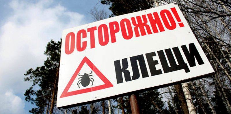 Осторожно клещи!