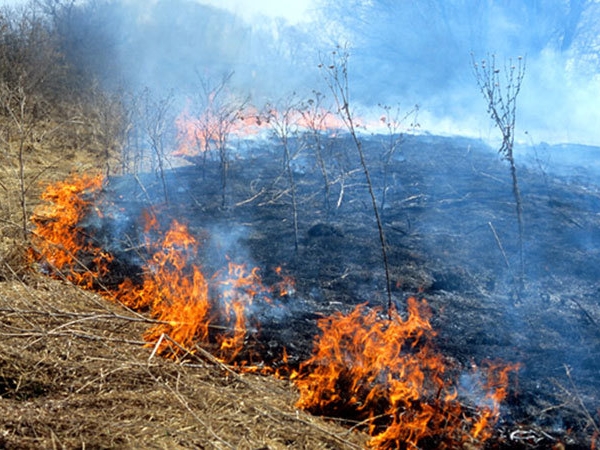 Нижегородская область готова к пожароопасному весенне-летнему сезону в лесах — Воробьев