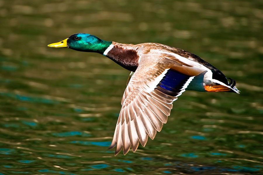 Сроки весенней охоты на пернатую дичь изменены в Нижегородской области