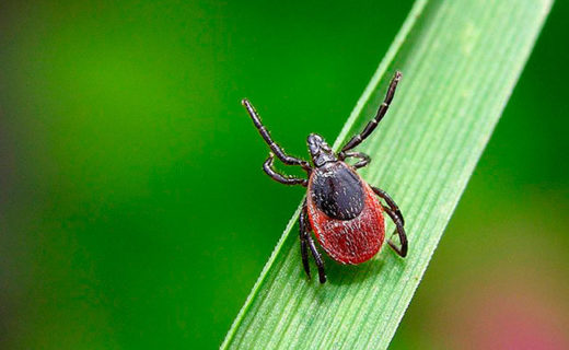 Горячая линия "Укусы клещей"