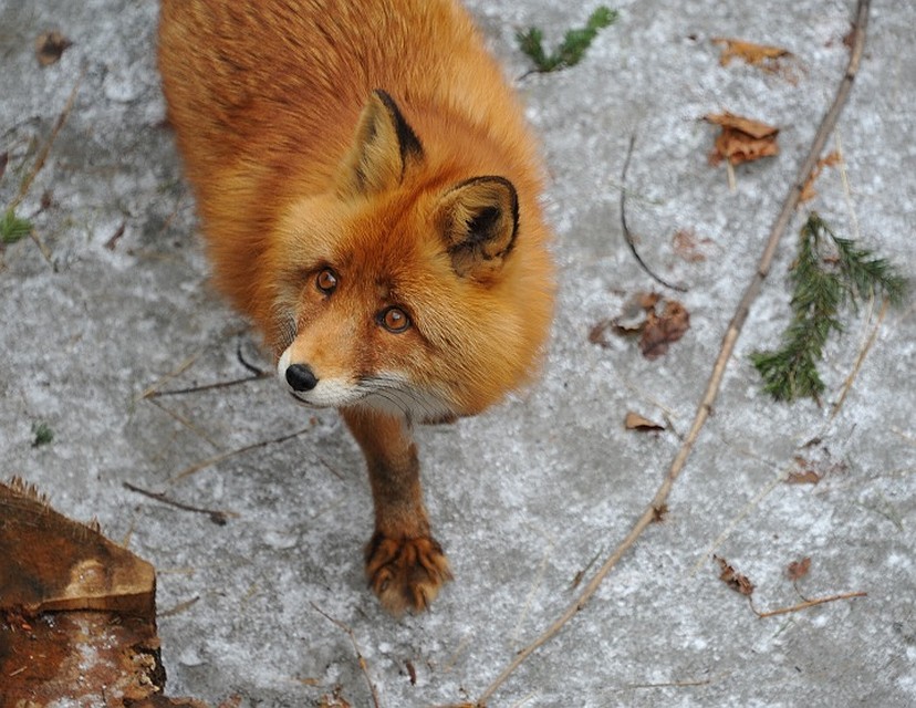 Карантин по бешенству введен на территории Бора