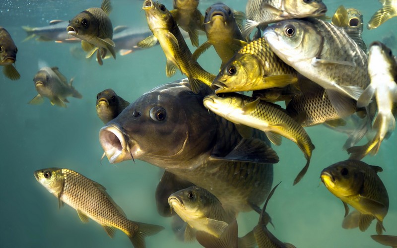 Запрет на лов рыбы в местах нереста в Нижегородской области вступил в силу с 15 апреля
