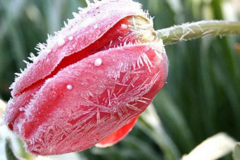 Синоптики прогнозируют заморозки в Нижегородской области