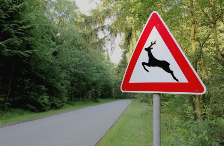 Случаи ДТП с дикими животными участились в Нижегородской области