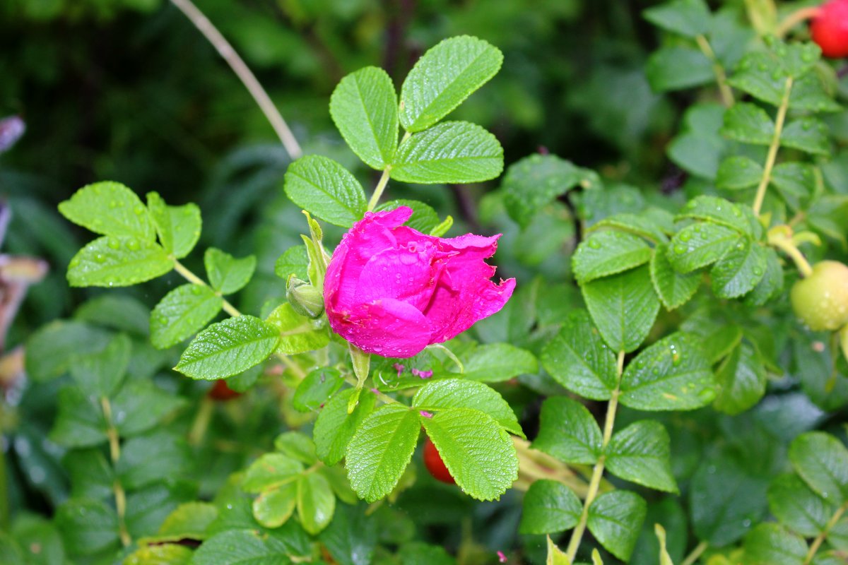 Фенологическое лето наступило в Керженском заповеднике