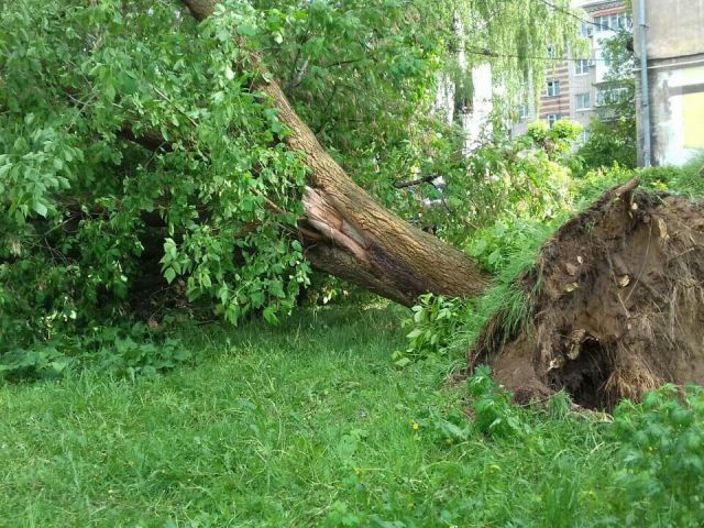 Сильный ветер ожидается в Нижегородской области 21 июня