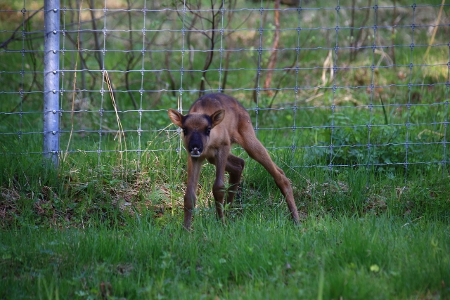 Керженский заповедник подвел итоги конкурса на лучшее имя для оленихи