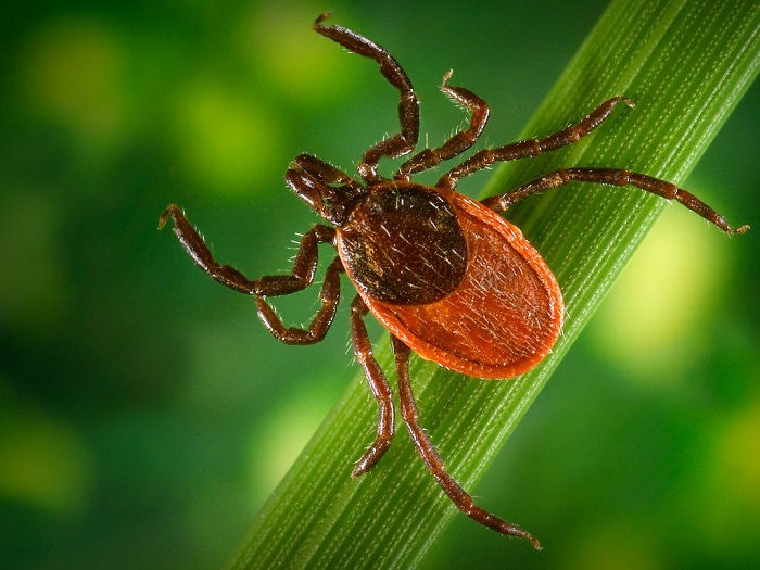 Осторожно клещи!