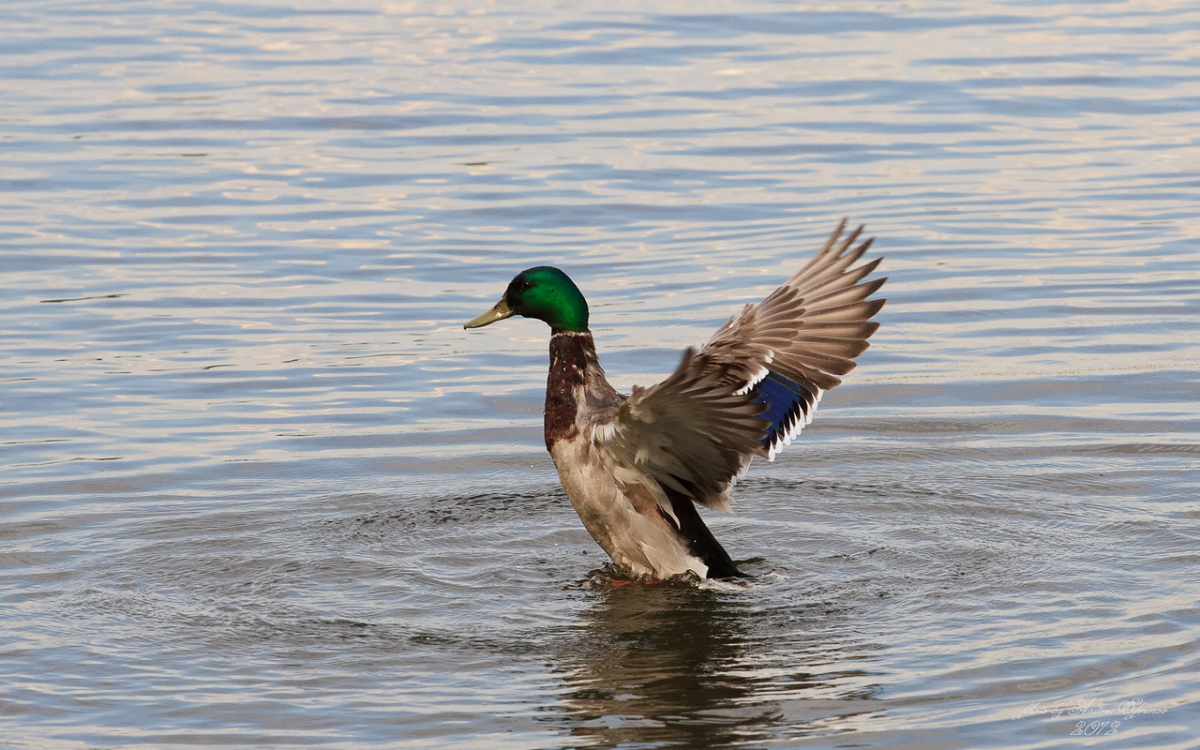 Сезон охоты на пернатую дичь открылся в Нижегородской области
