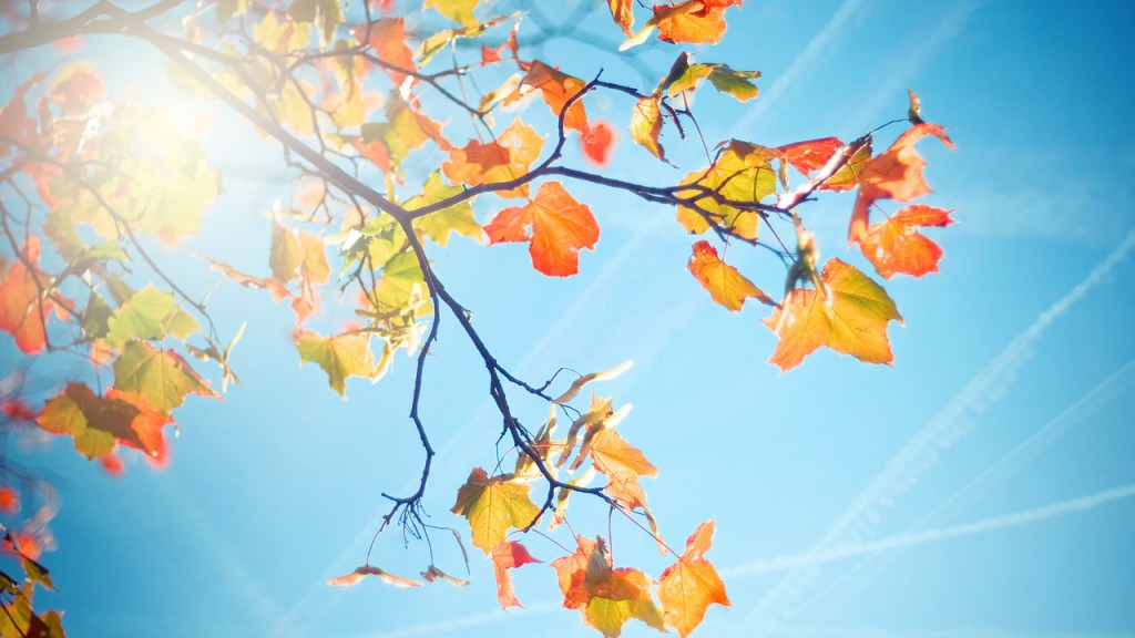 Синоптики прогнозируют потепление до +23 °С в области