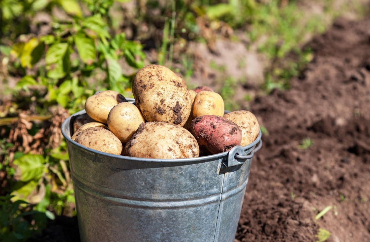Картофель первого урожая. Ведро картошки. Картофель в ведре. Урожай картофеля. Картофель в огороде.