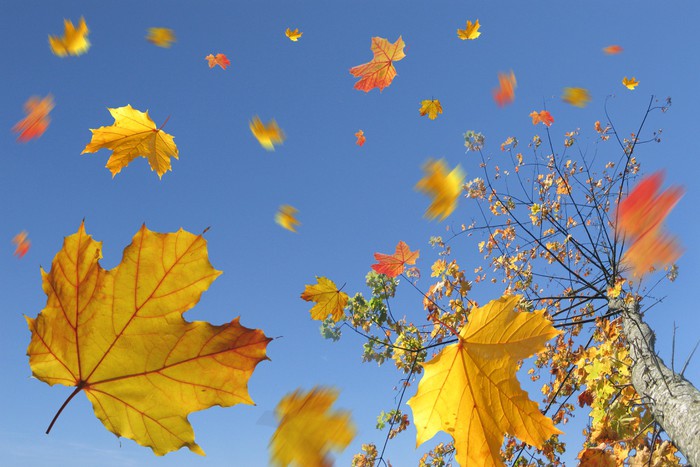 Сильный ветер до 18 м/с прогнозируется в Нижегородской области