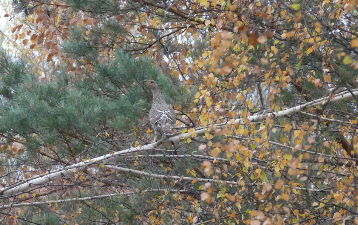 В Керженском заповеднике посчитали тетеревиных птиц