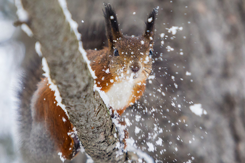Снег и го­ло­ле­ди­ца ожи­да­ются в Нижегородской области в выходные