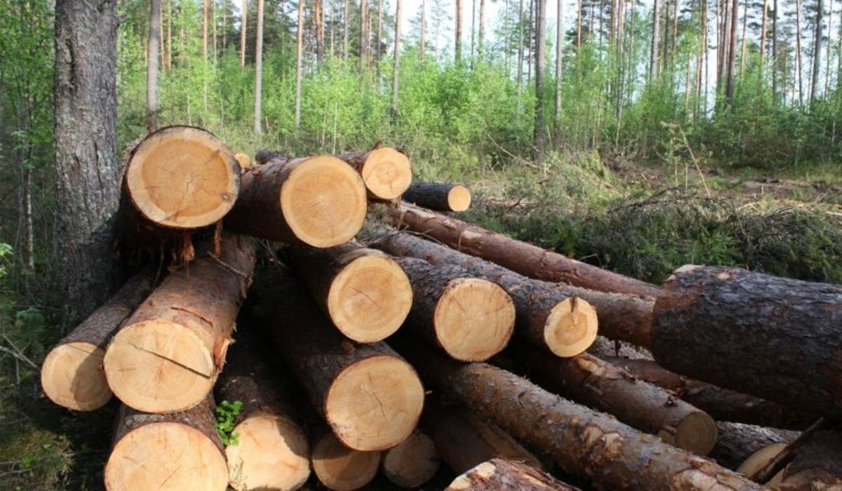 Департамент лесного хозяйства проводит рейды по незаконным рубкам