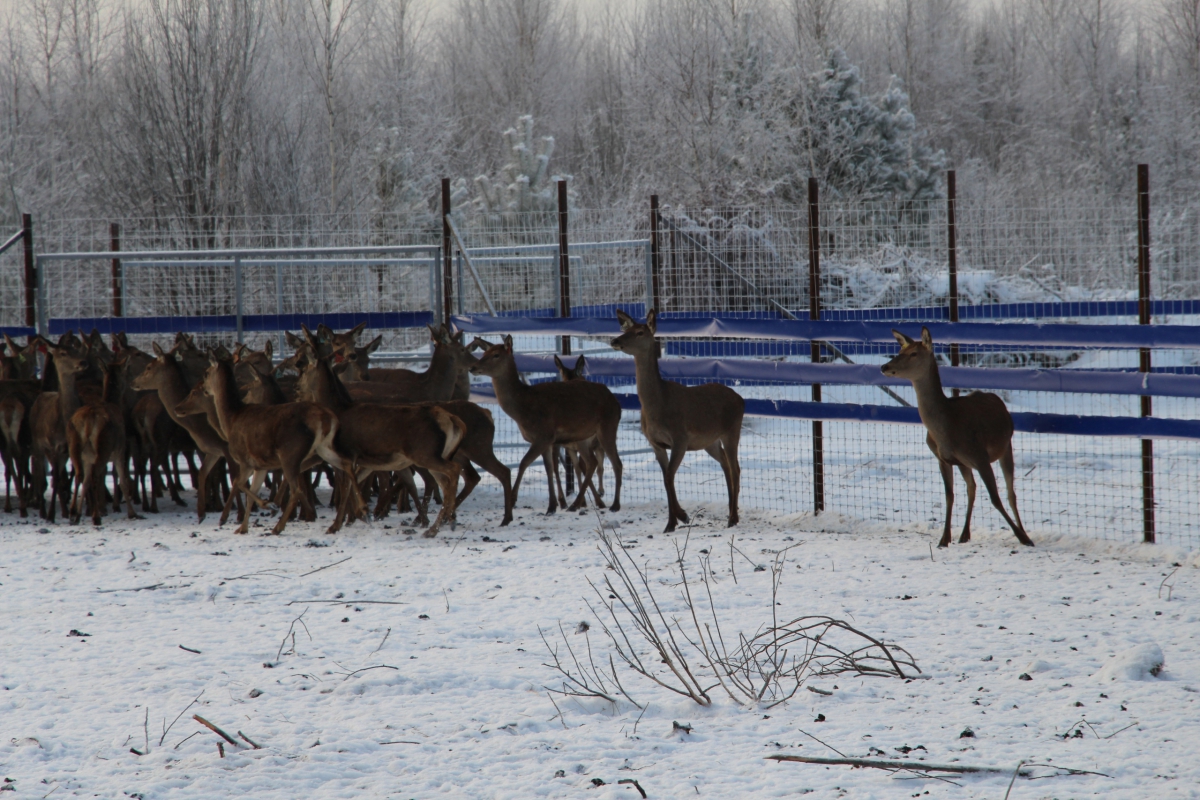Знакомство с борскими оленями