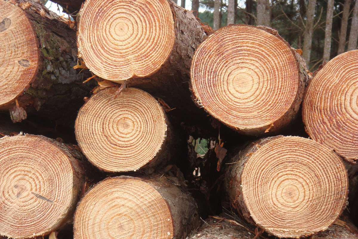 Пять спиленных деревьев обернулись жителю города Бор уголовным делом