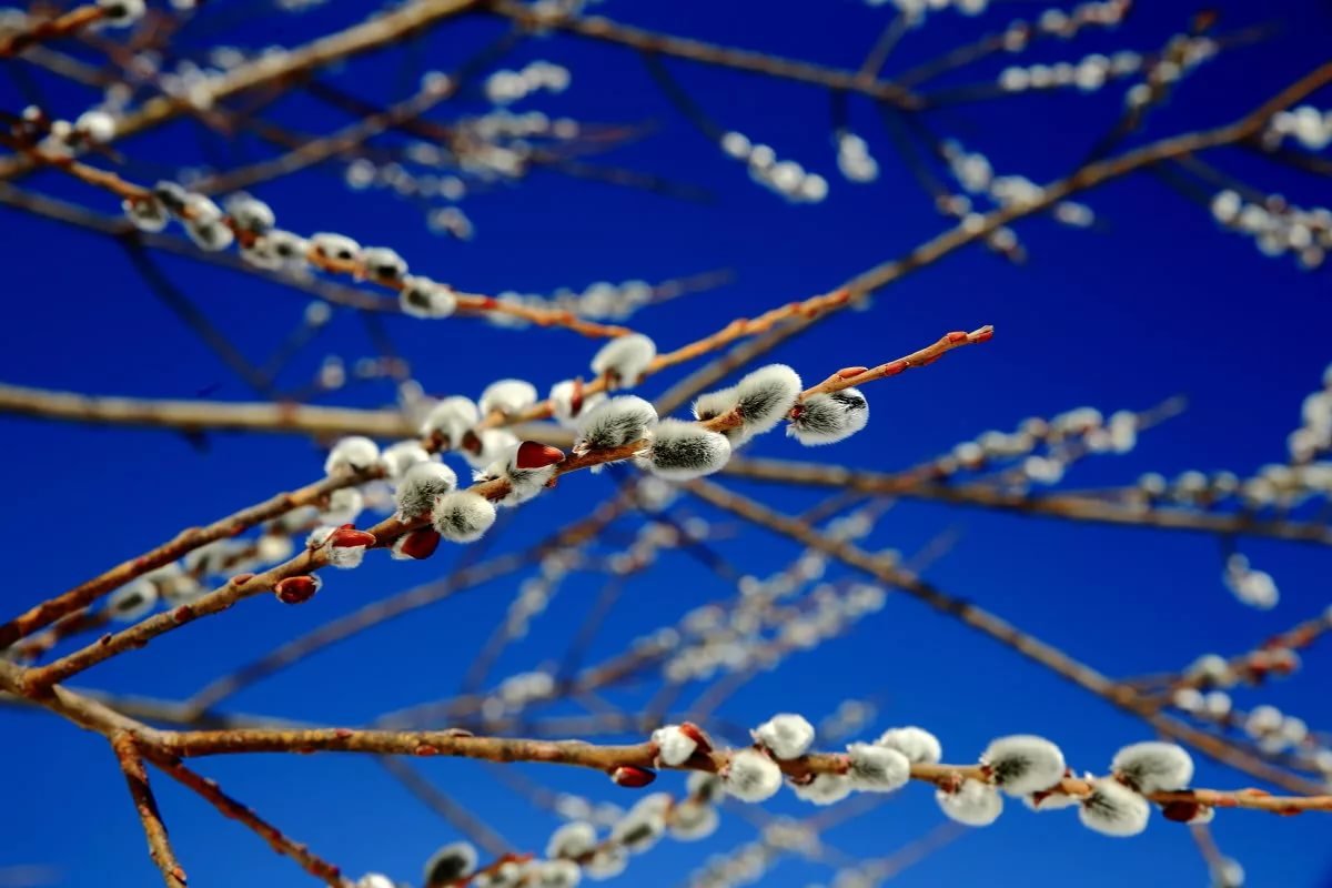 Календарная весна встречает Нижегородскую область температурными качелями
