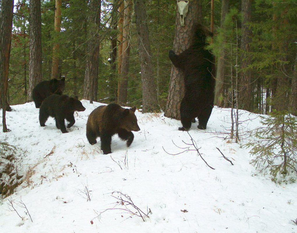 Медведи проснулись в Нижегородской области