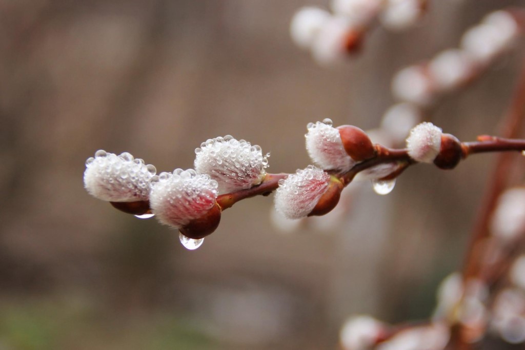 Дожди прогнозируются в Нижегородской области в выходные